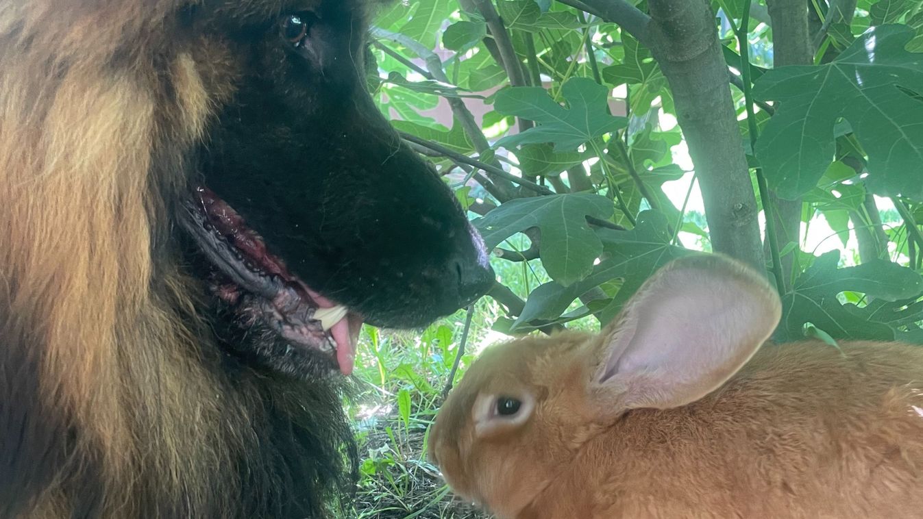 Szőrmók és tapsifüles