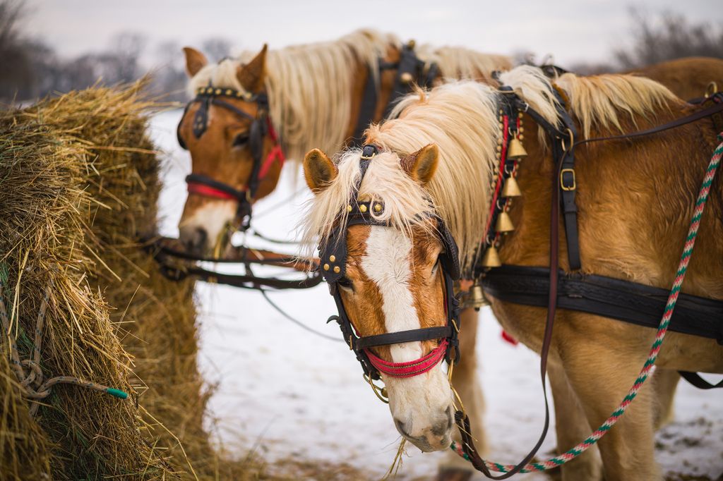 20260123 Csákvár
Hószánozás
Csákvári Lovasbarátok Köre Egyesület
gyerekek szánkóznak téli havas szórakozás havazás hó természet
Fotó: Németh András Péter NAP
MW
A képen: lovak