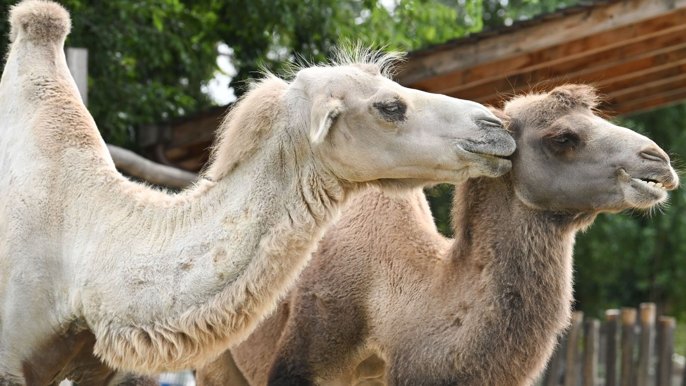 Három napig ünnepli a szerelmet az állatkert