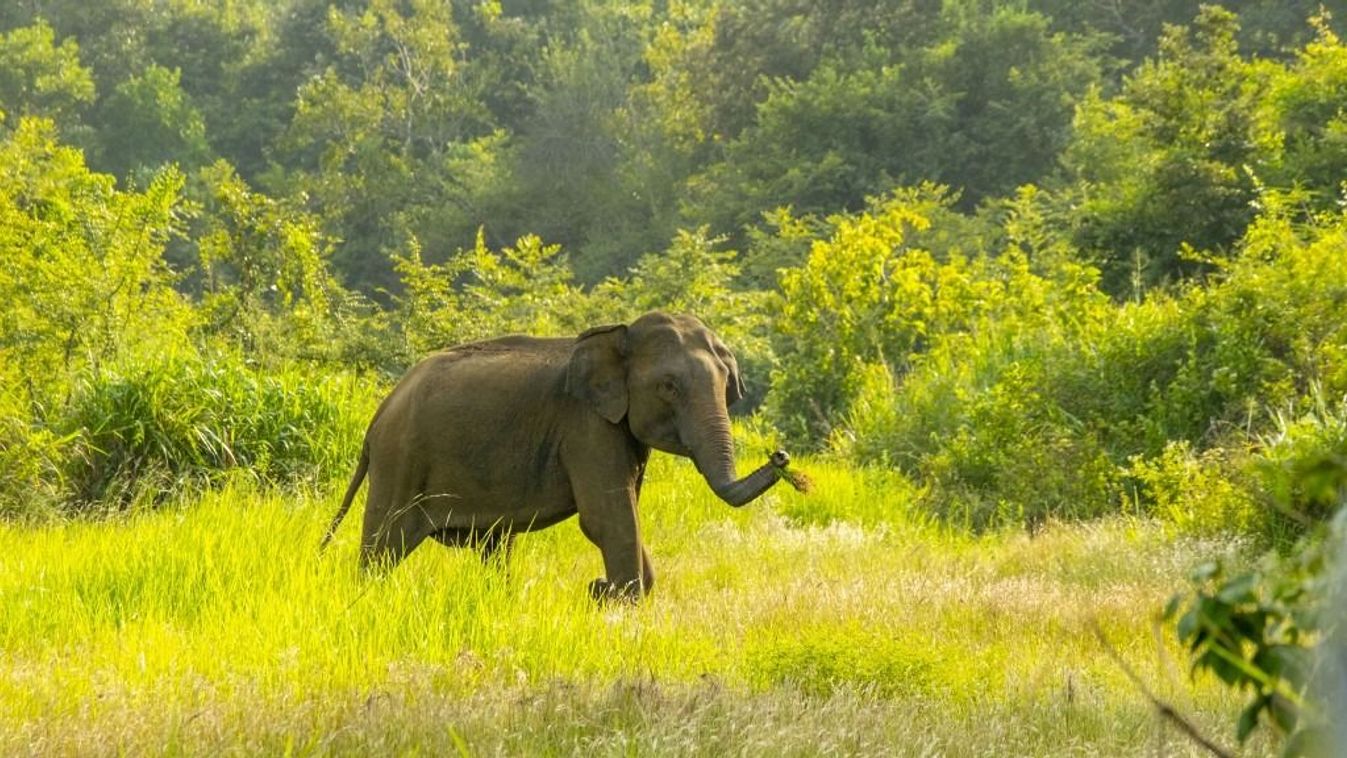 Halálos elefánttámadás történt Srí Lankán