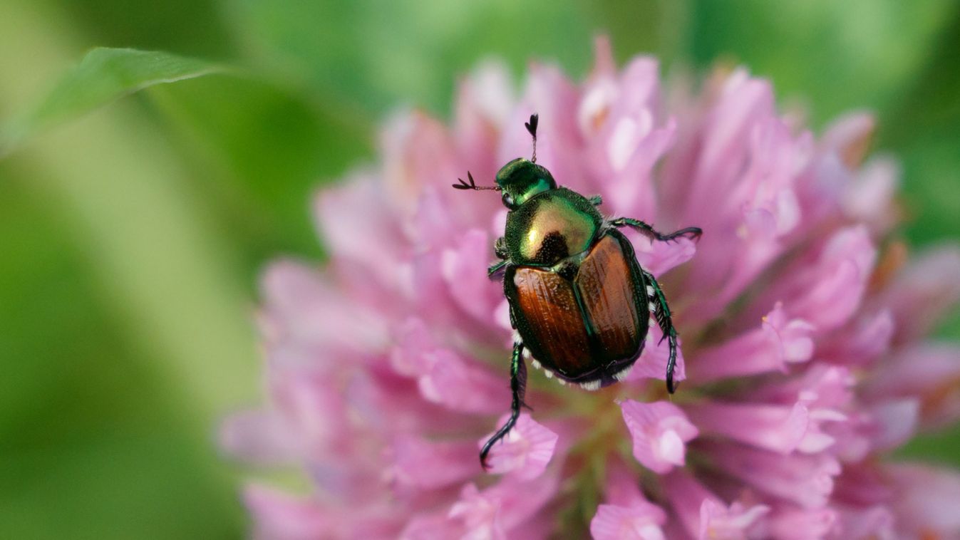 Új veszély közelít felénk