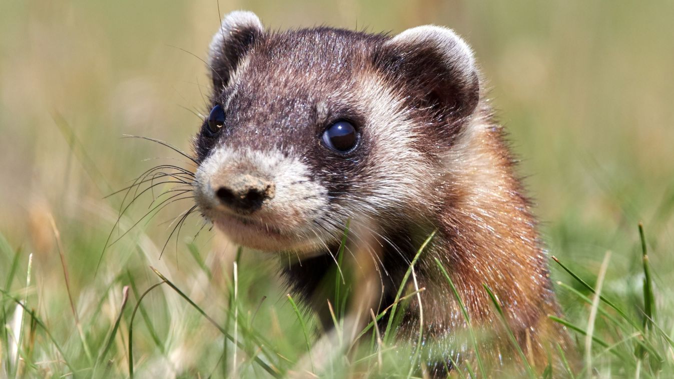 Ez az állat lett 2026-ban az év emlőse Magyarországon