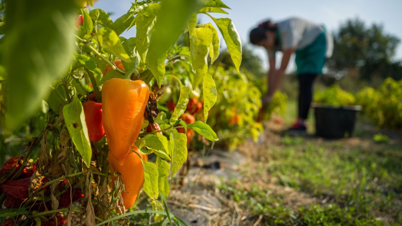 Elképesztő fejlesztésekbe kezd a Nemzeti Agrárgazdasági Kamara