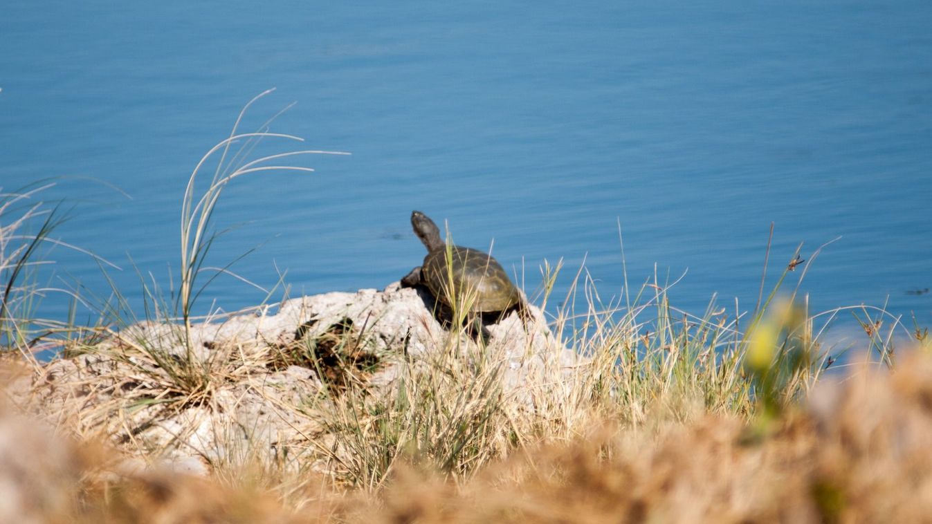Agresszív hímek miatt pusztulnak a nőstény teknősök a Preszpa-tavon