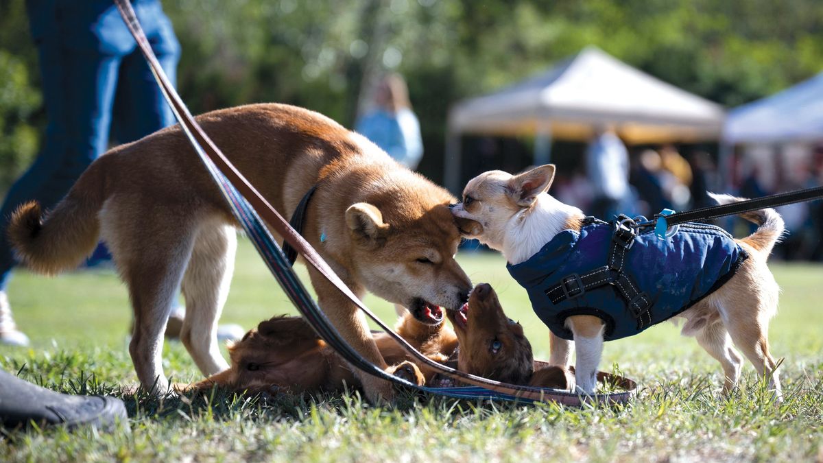 Ezért minden gazda hálás lehet a kutyájának: mélyebb a kapcsolat, mint gondolnánk
