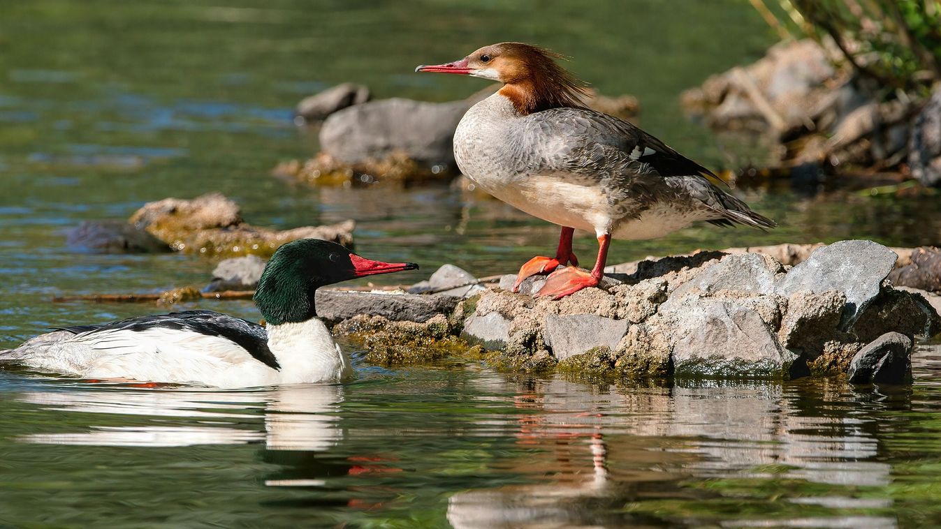 Ragadozó kacsák a Dunán