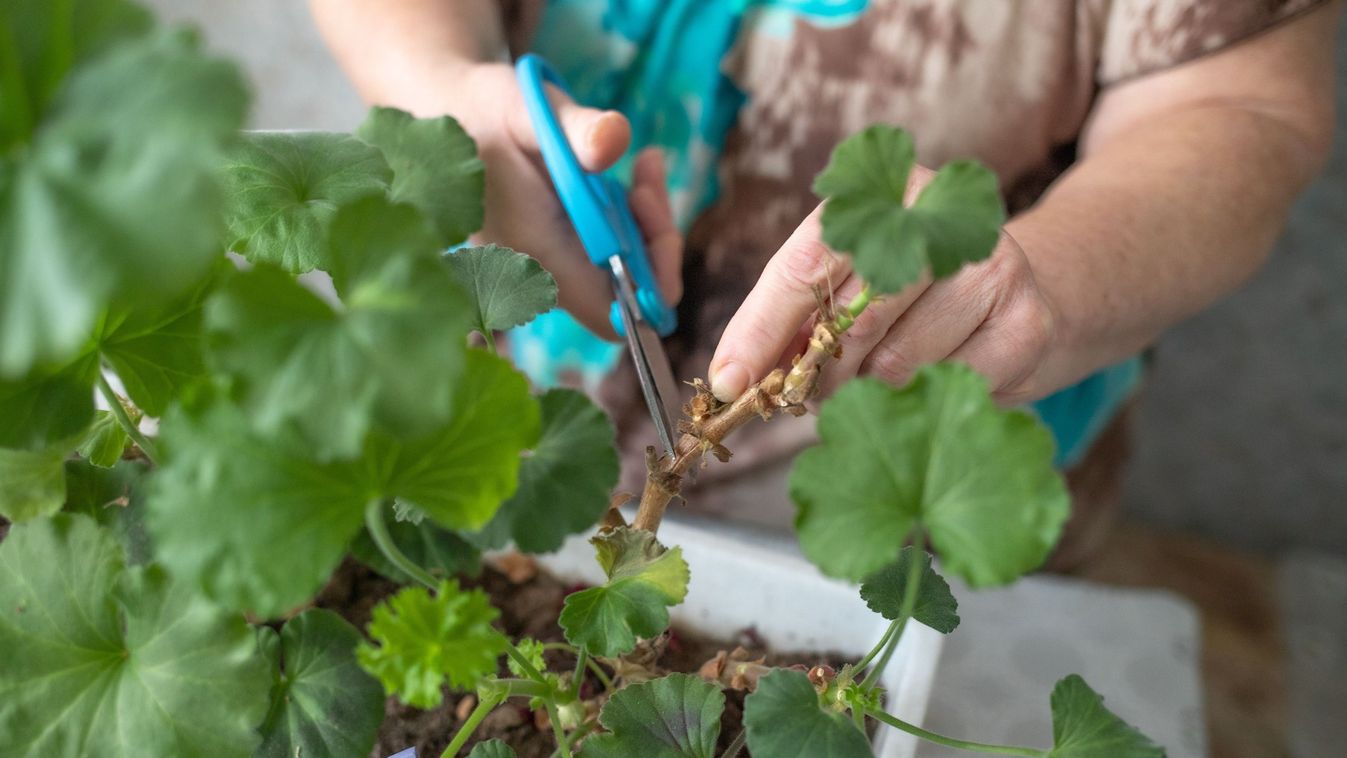 Elő a&nbsp;muskátlikkal!
