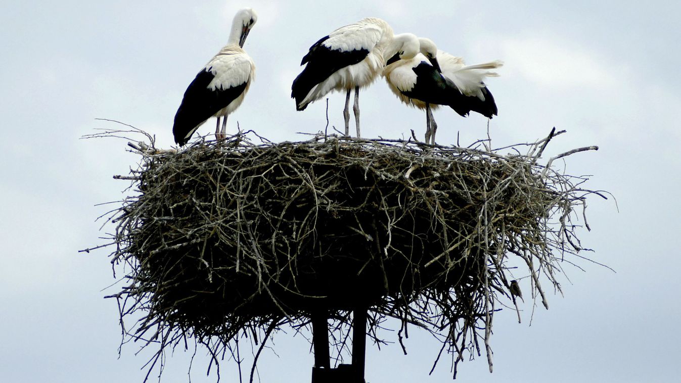 Idén már több mint háromezer fészek várja a gólyákat az E.ON áramhálózatán