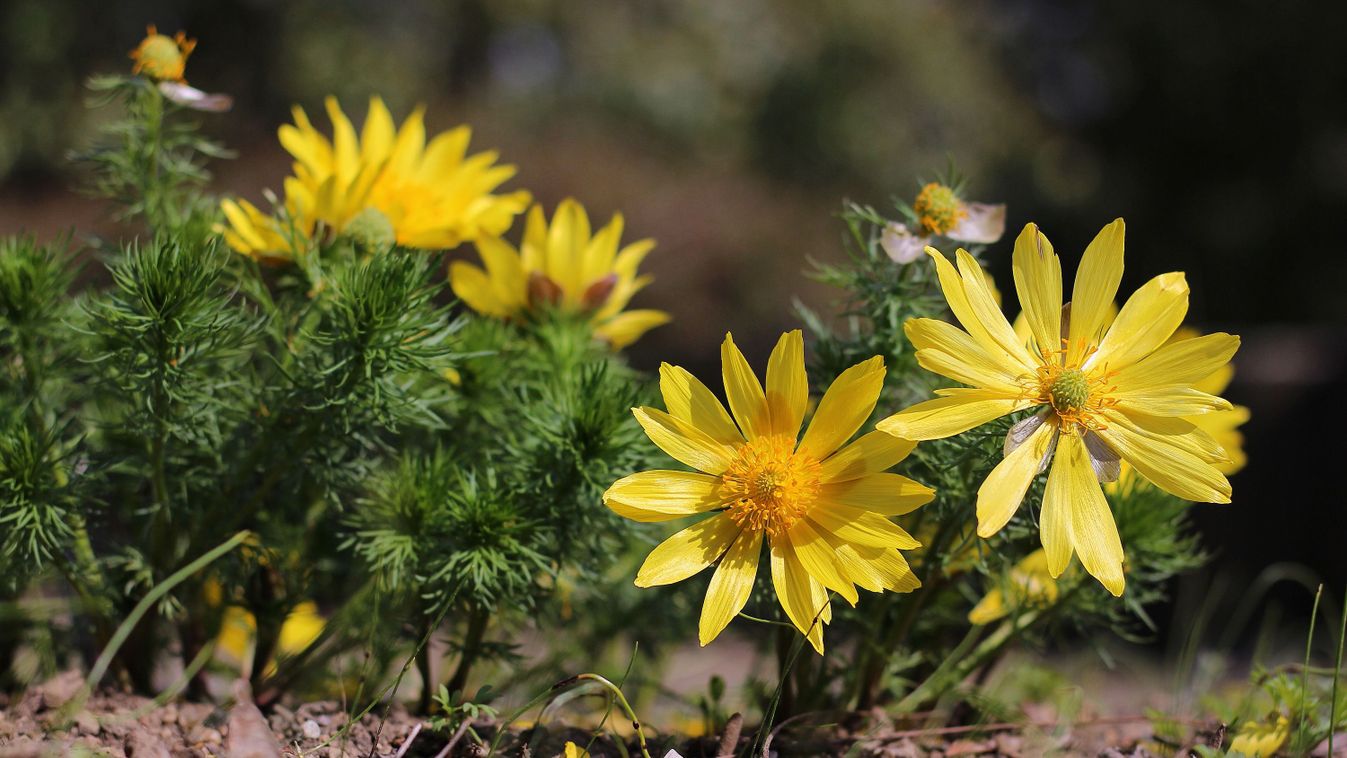 Virág a jégkorszakból