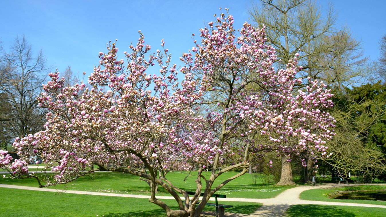 Virágba borulnak a&nbsp;liliomfák