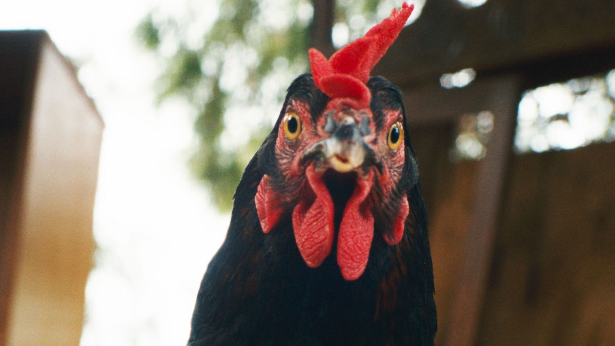 Finoman szólva is borsot tört az illegális migránsok orra alá egy mezei tyúk