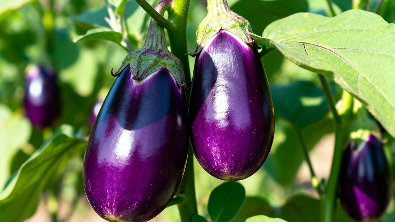 Lila a&nbsp;tányéron, frissesség a&nbsp;fejben