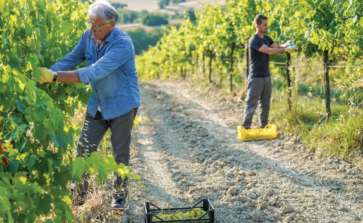 Multigenerational,Workers,Collecting,Grapes,For,Organic,Wine,Making,-,Tradition,