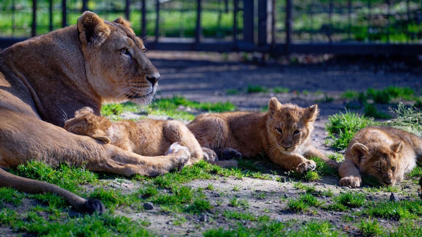 A kölni állatkert új sztárjai