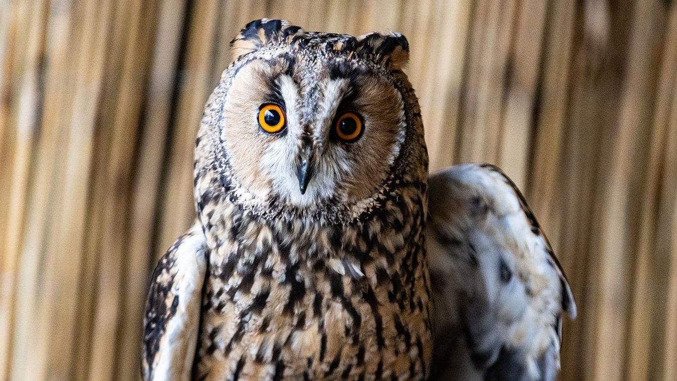 Tonnaszám eszik a&nbsp;pockot