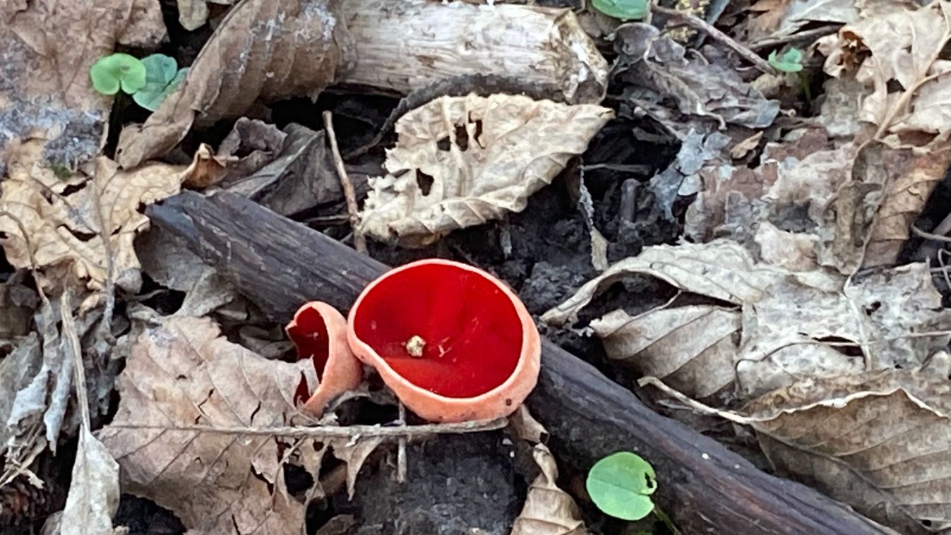 Gyarapodik a&nbsp;nemzeti park