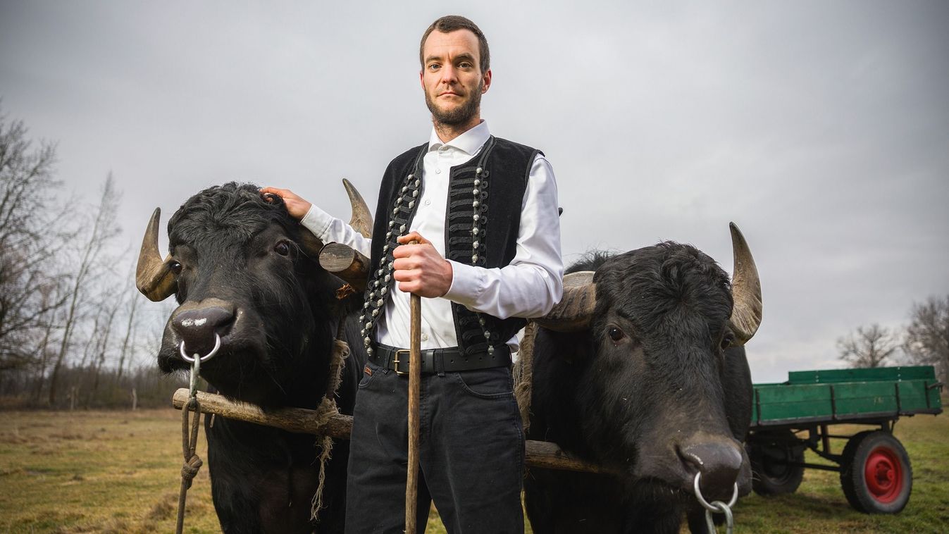 Patkolókovács bivalyháton&nbsp;