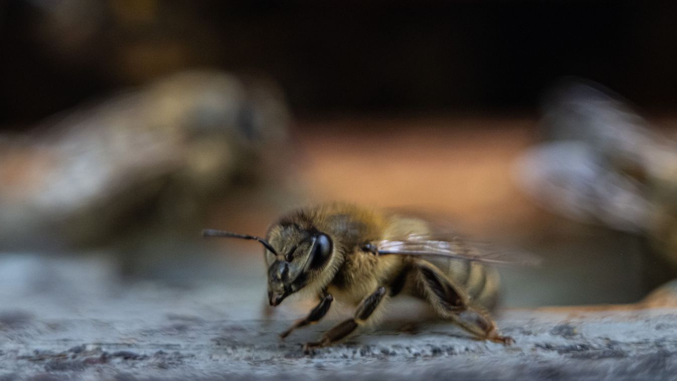 Új veszély les  a&nbsp;méhekre