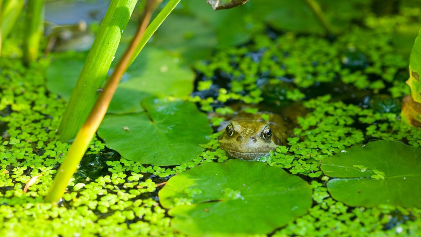 A lakosság segítségét kérik: bajba jutott állatokat keresnek a vízóráknál és a pincékben