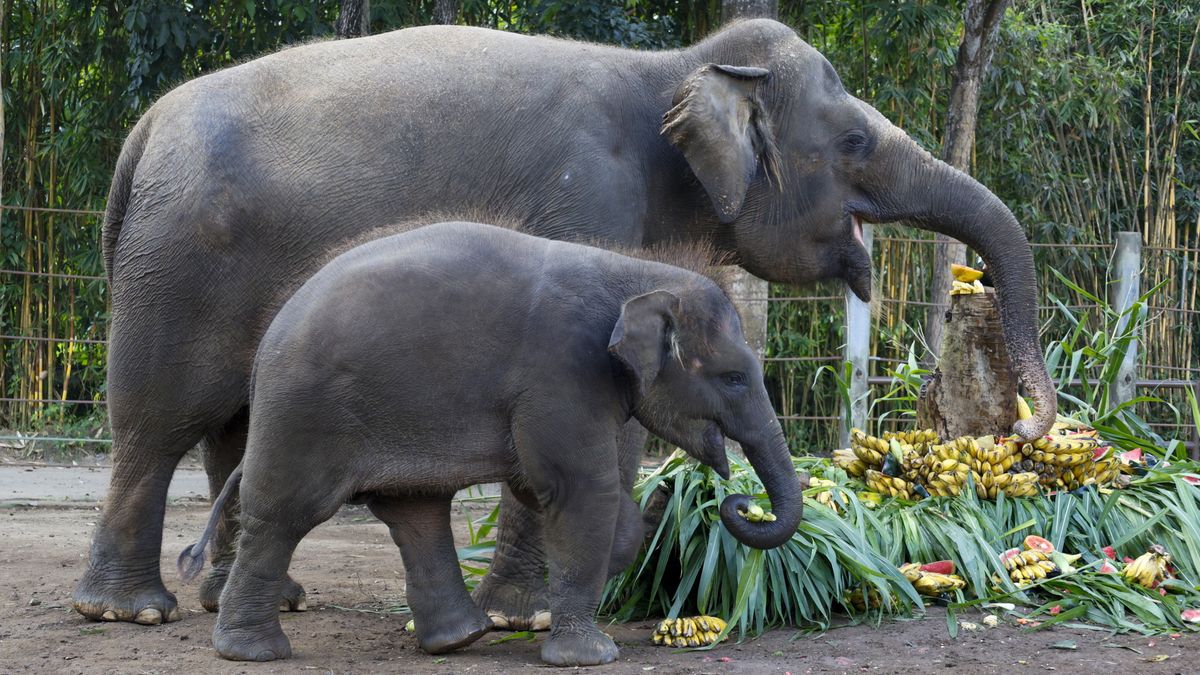 Kiderült, ki volt a Srí Lanka-í elefánttámadás magyar áldozata