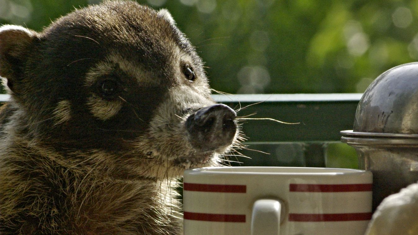 Pizote és a&nbsp;lekváros&nbsp;kenyér