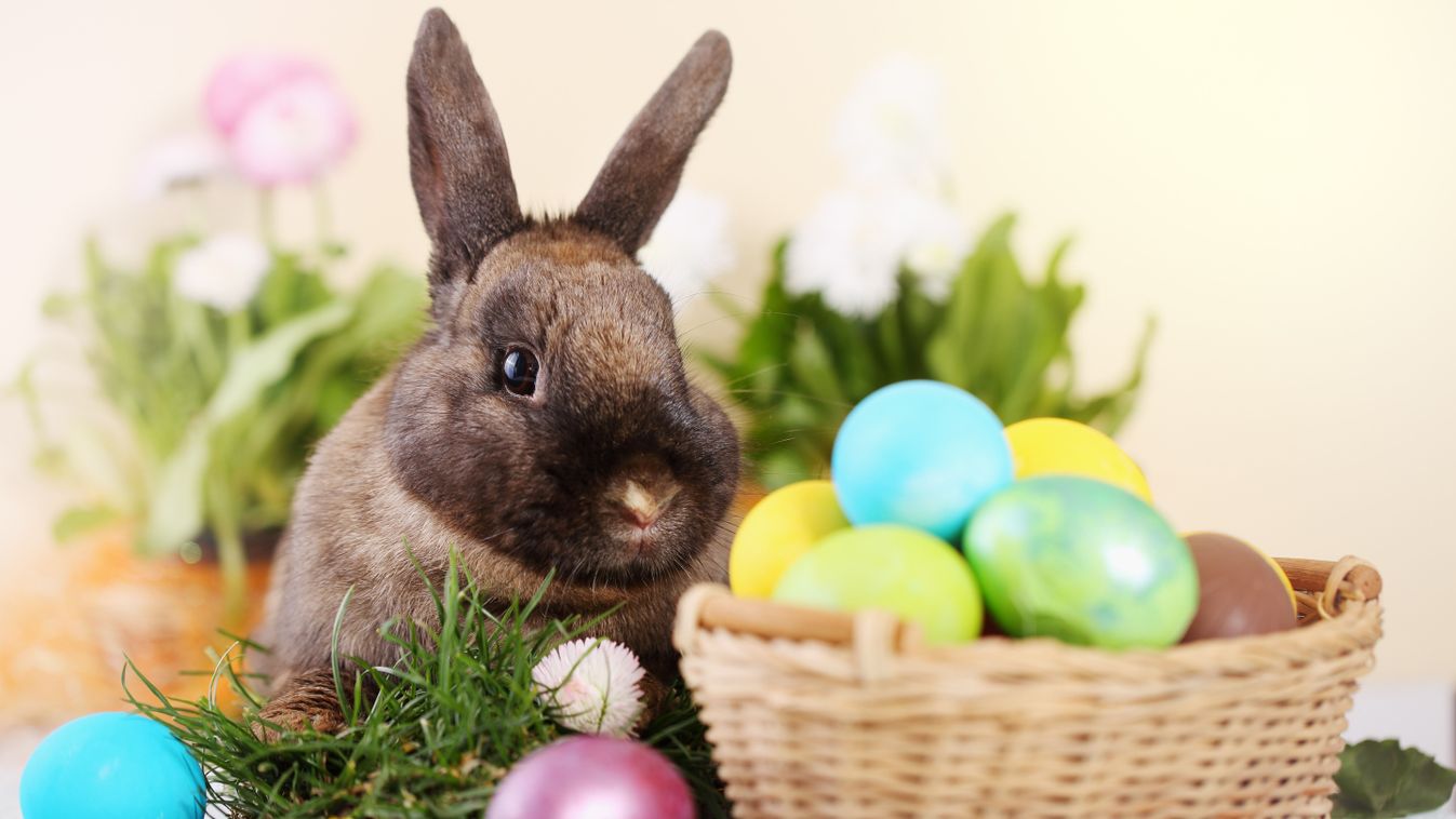 Ne ajándékozzunk élő állatot húsvétra