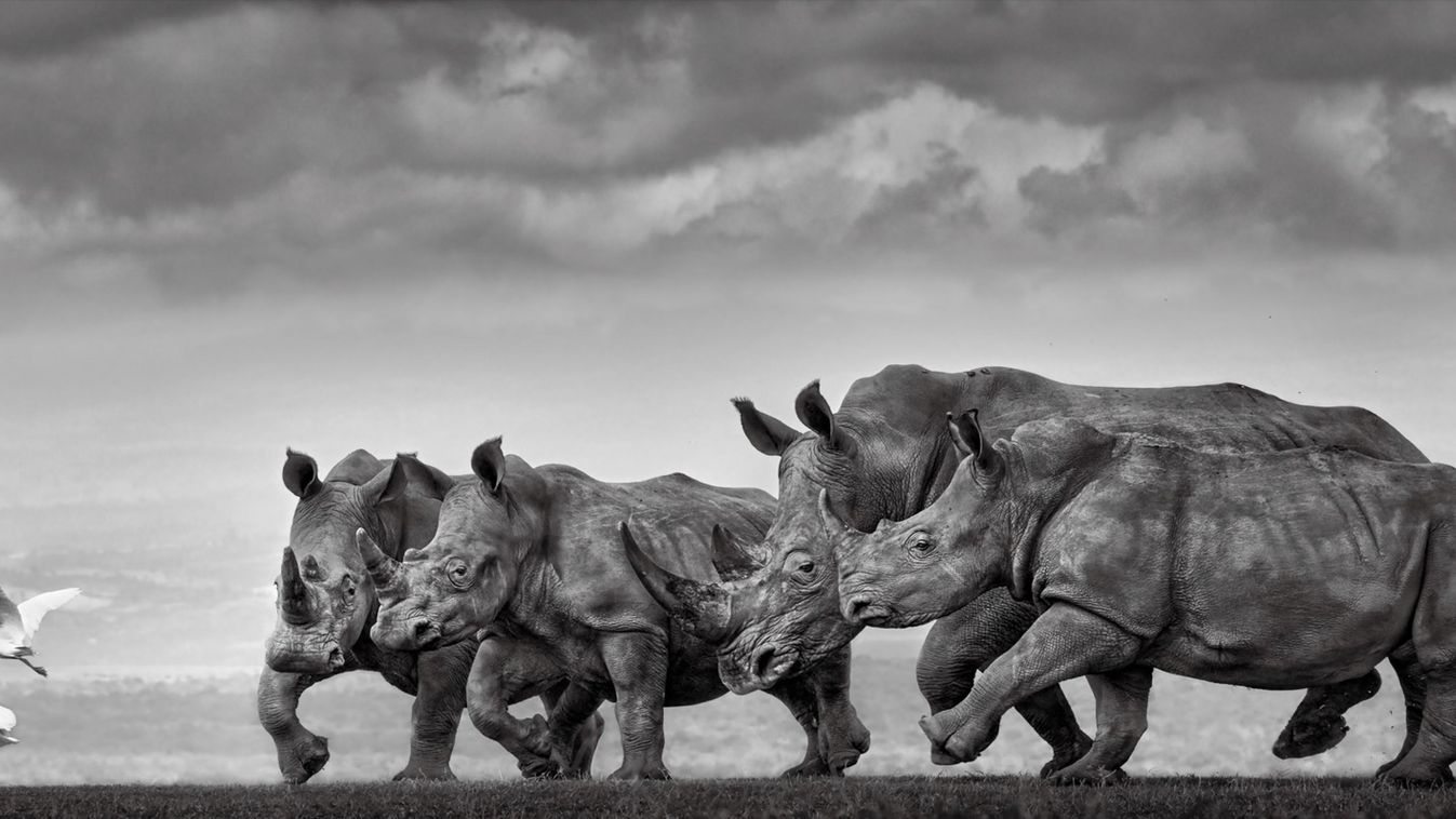 Csodálatos állatvilág