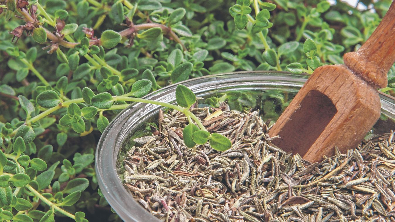 Nagyanyáink balzsamfüve