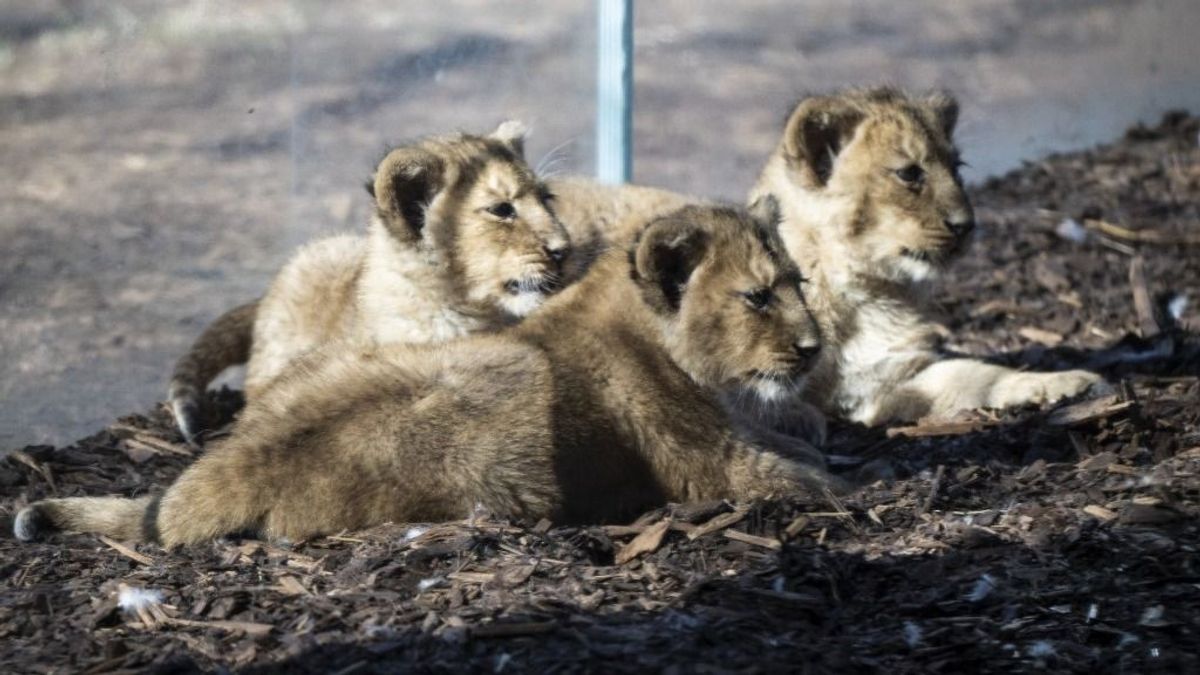 A Tisza nyíregyházi jelöltje az oroszlánokról: „Miért nem hagyták megdögleni őket?” (VIDEÓ)