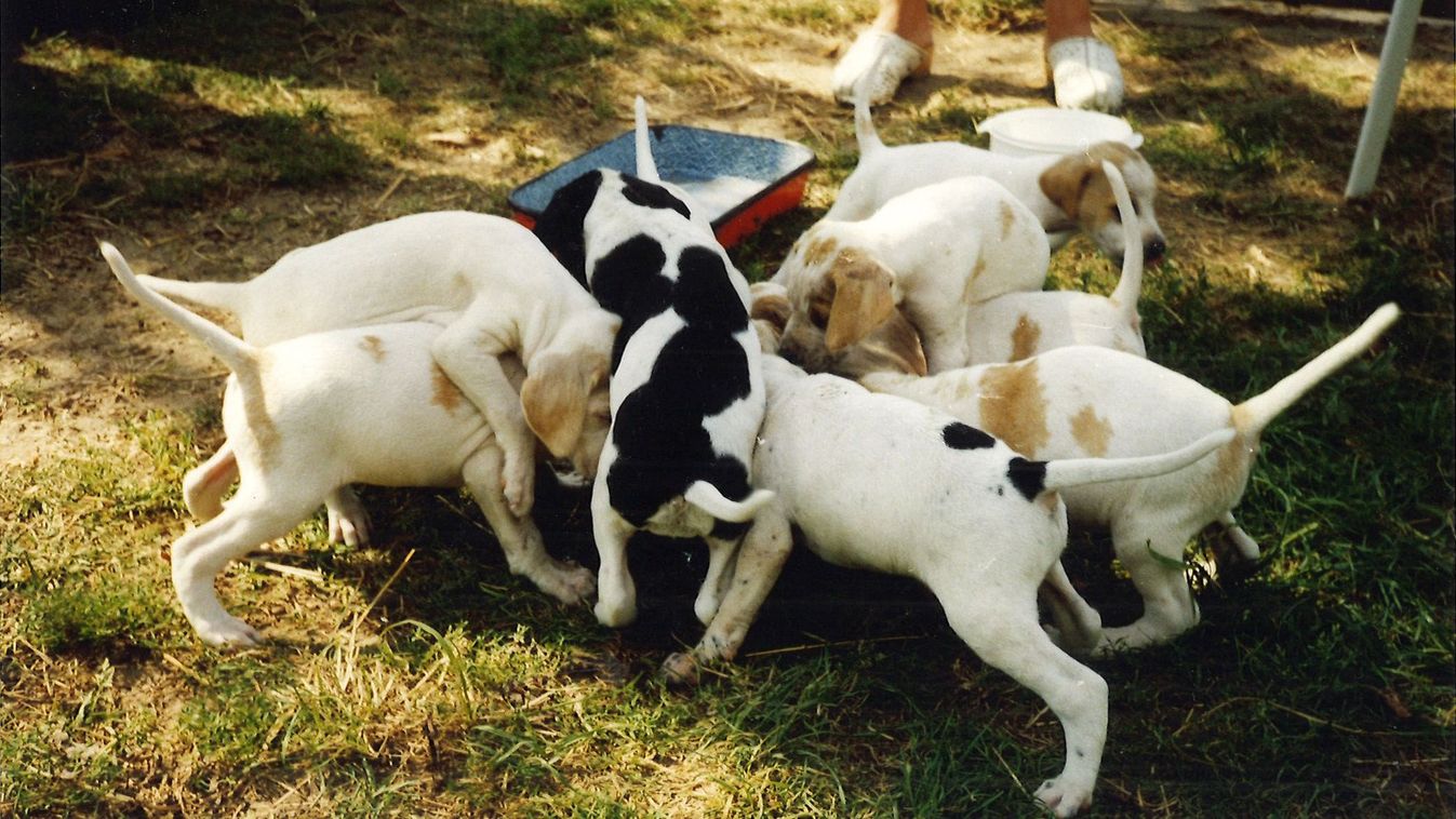 Linda és a&nbsp;patkányok