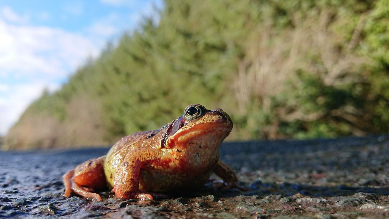 Békamentők kellenek