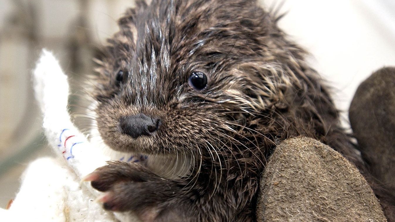 Óriási felújításon esik át a Duna-Ipoly Nemzeti Park