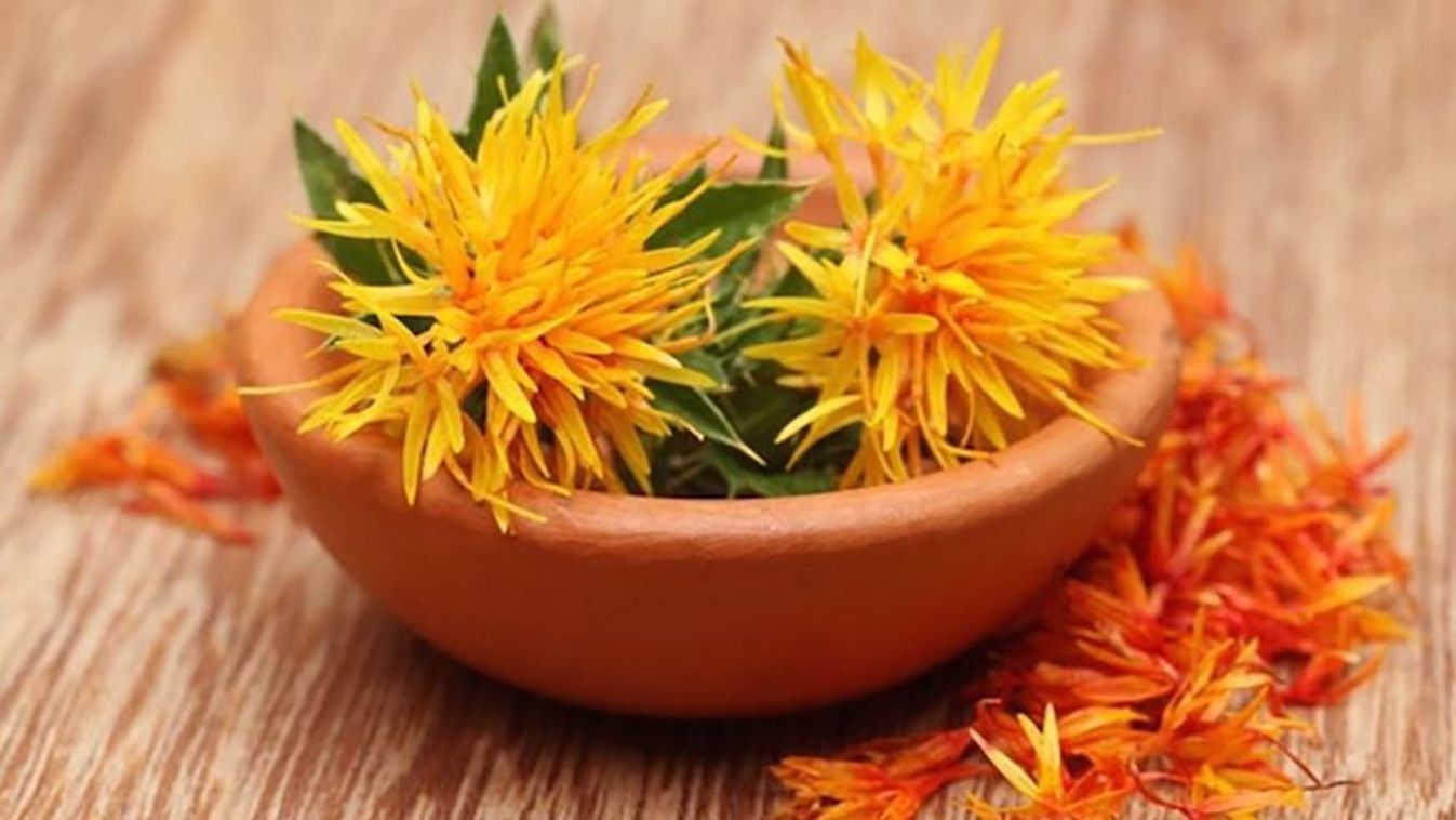 Szegény ember sáfránya