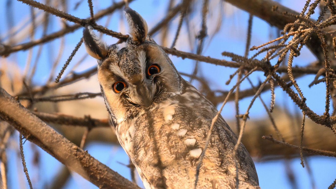 Közel húszezer erdei fülesbagoly telelt Magyarországon