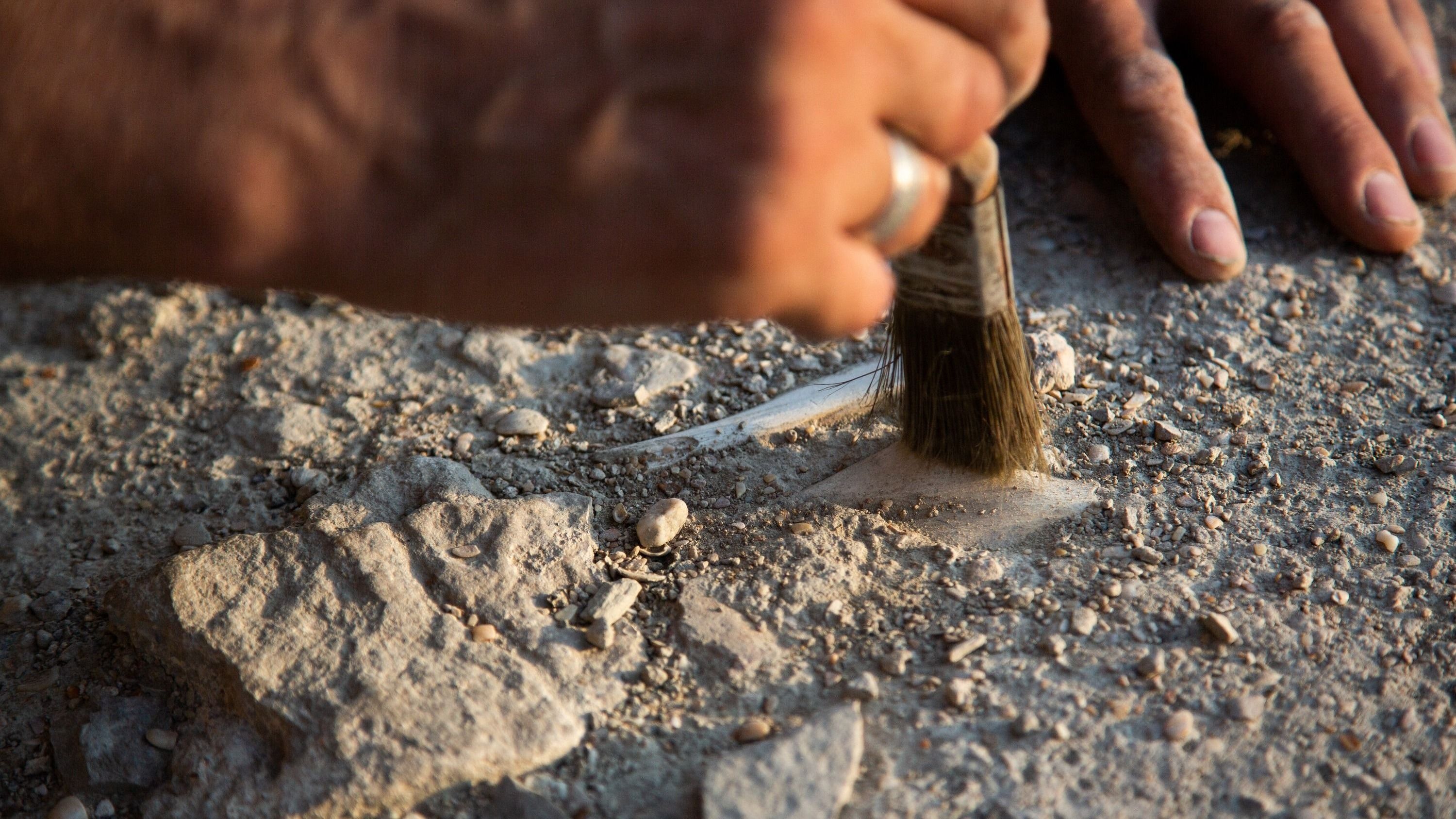 Szárazföldi krokodil maradványait azonosították a Bakonyban