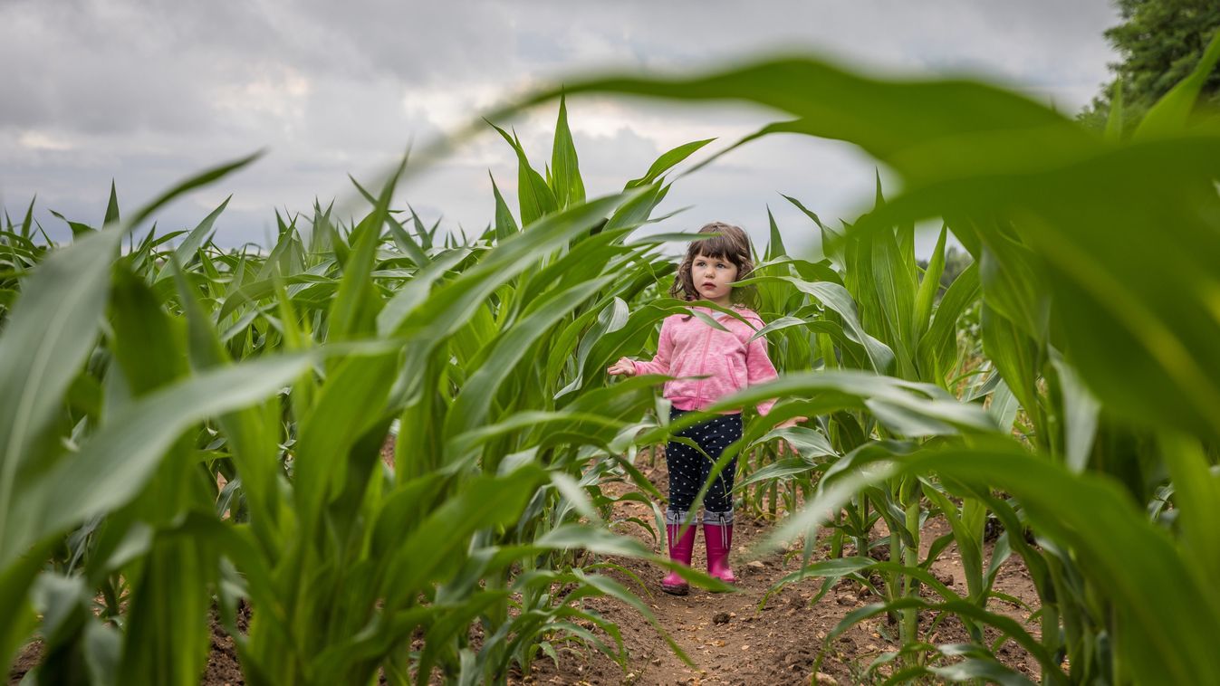 Mi lesz a&nbsp;kukoricavetéssel?