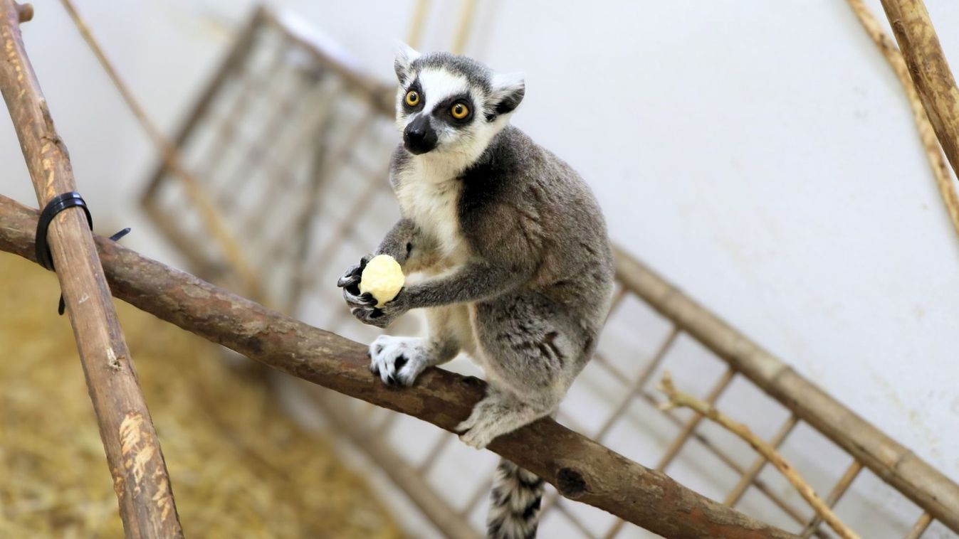 Új gyűrűsfarkú maki érkezett a Szegedi Vadasparkba