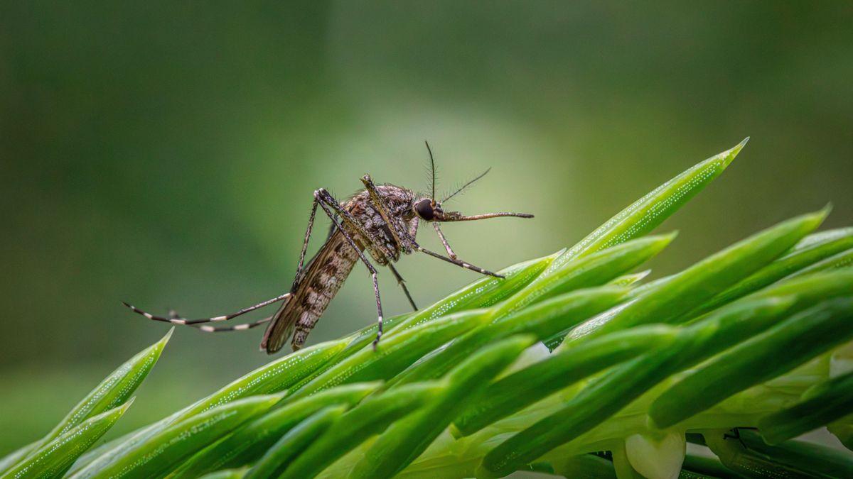 Itt a nyár, itt vannak a szúnyogok! Mi a teendő?