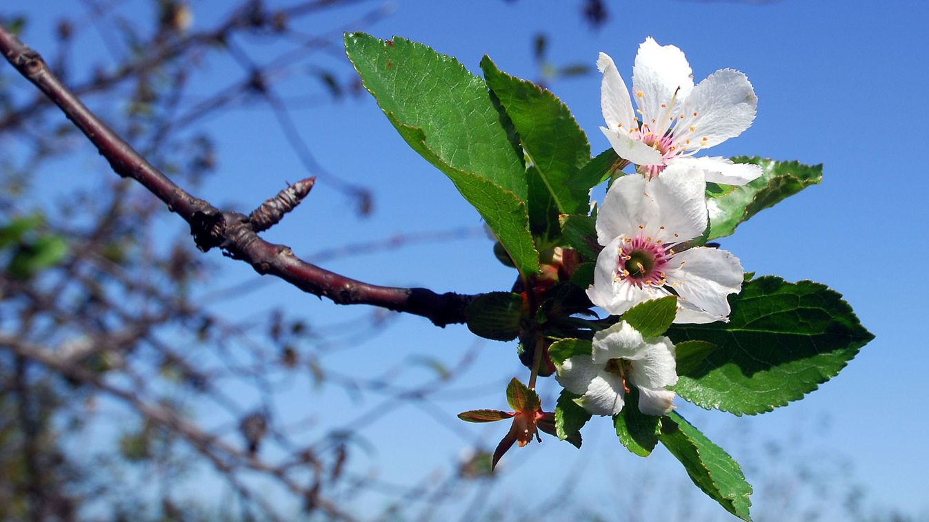 Lesz-e termés idén?