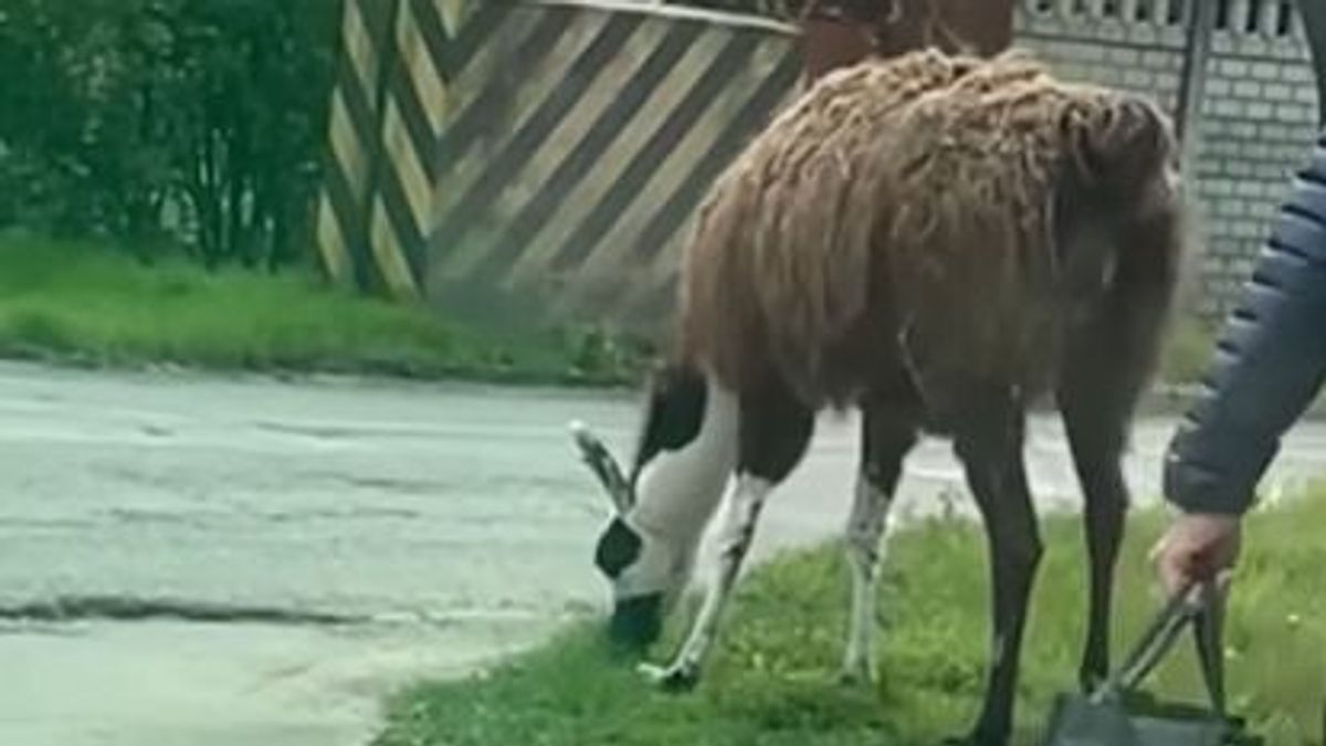 Nem mindennapi jelenség: utcán kóborló lámát láttak Budapesten (VIDEÓ)