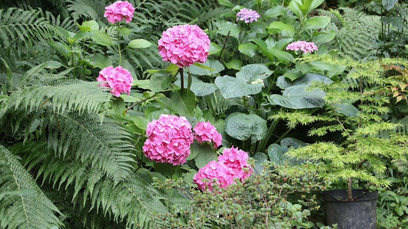 Hortenzia, de melyik?