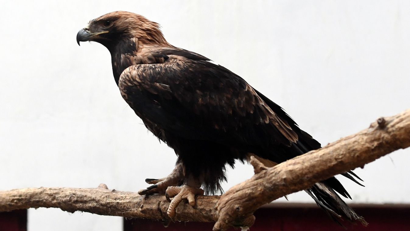 Kutyás járőrözésekkel akarják visszaszorítani a Rétközben a ragadozómadár-mérgezéseket