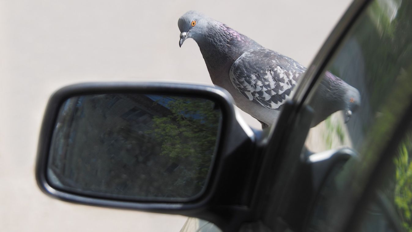 Saját tükörképükre támadó madarakra figyelmeztet az MME