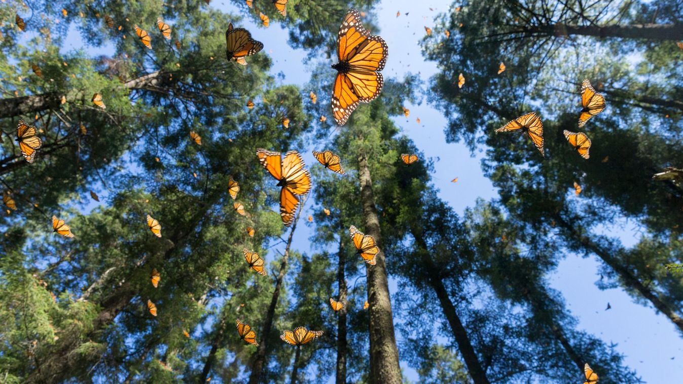 Színek, szárnyak, csodák