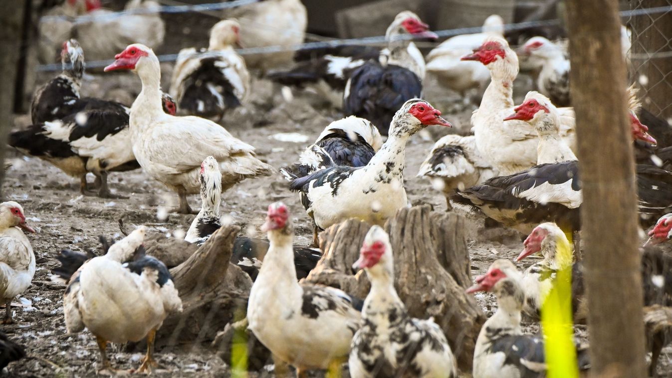 Gyarapodó fészekaljak