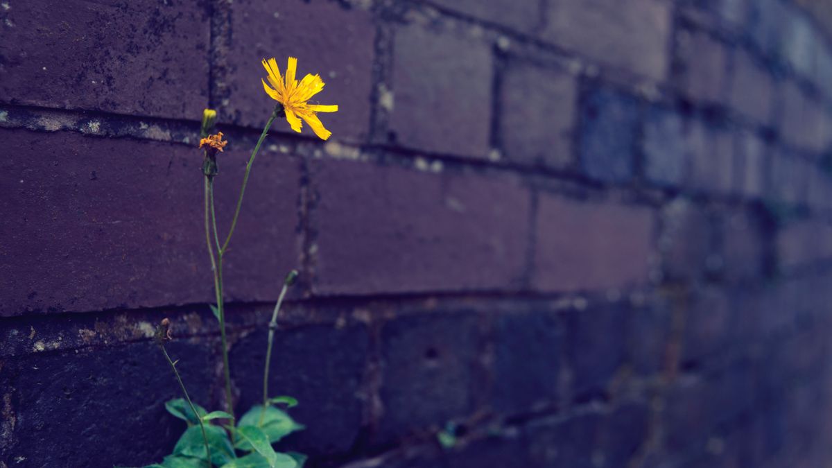 Súlyos terhet kaptunk a lelkiismeret adományával