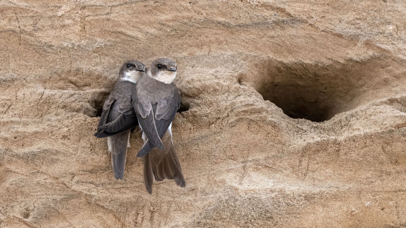 Építkezők, figyelem, érkeznek a partifecskék!