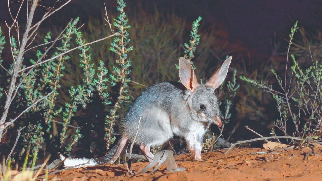 Nem nyúl, hanem bilby