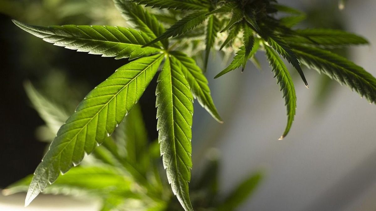 A terhesség alatti kannabiszfogyasztás hatása a gyermekekben kialakuló skizofréniára