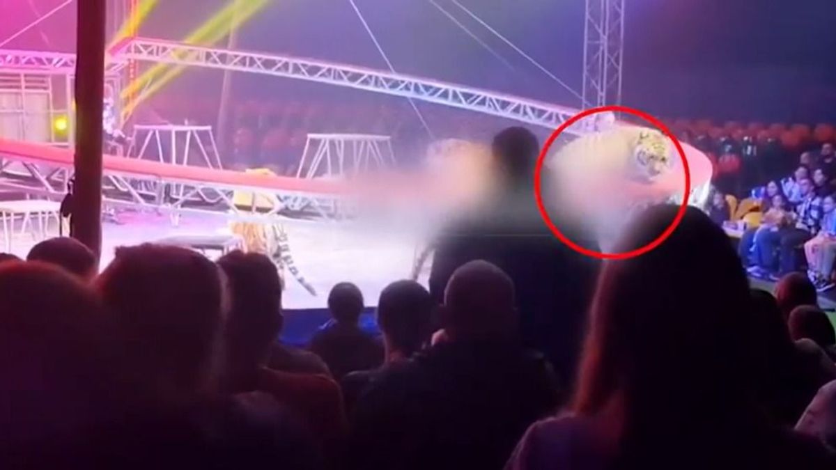 Rémisztő jelenet: attrakció közben szabadult ki egy cirkuszi tigris a ketrecből, hajszálon múlott a tragédia (VIDEÓ)